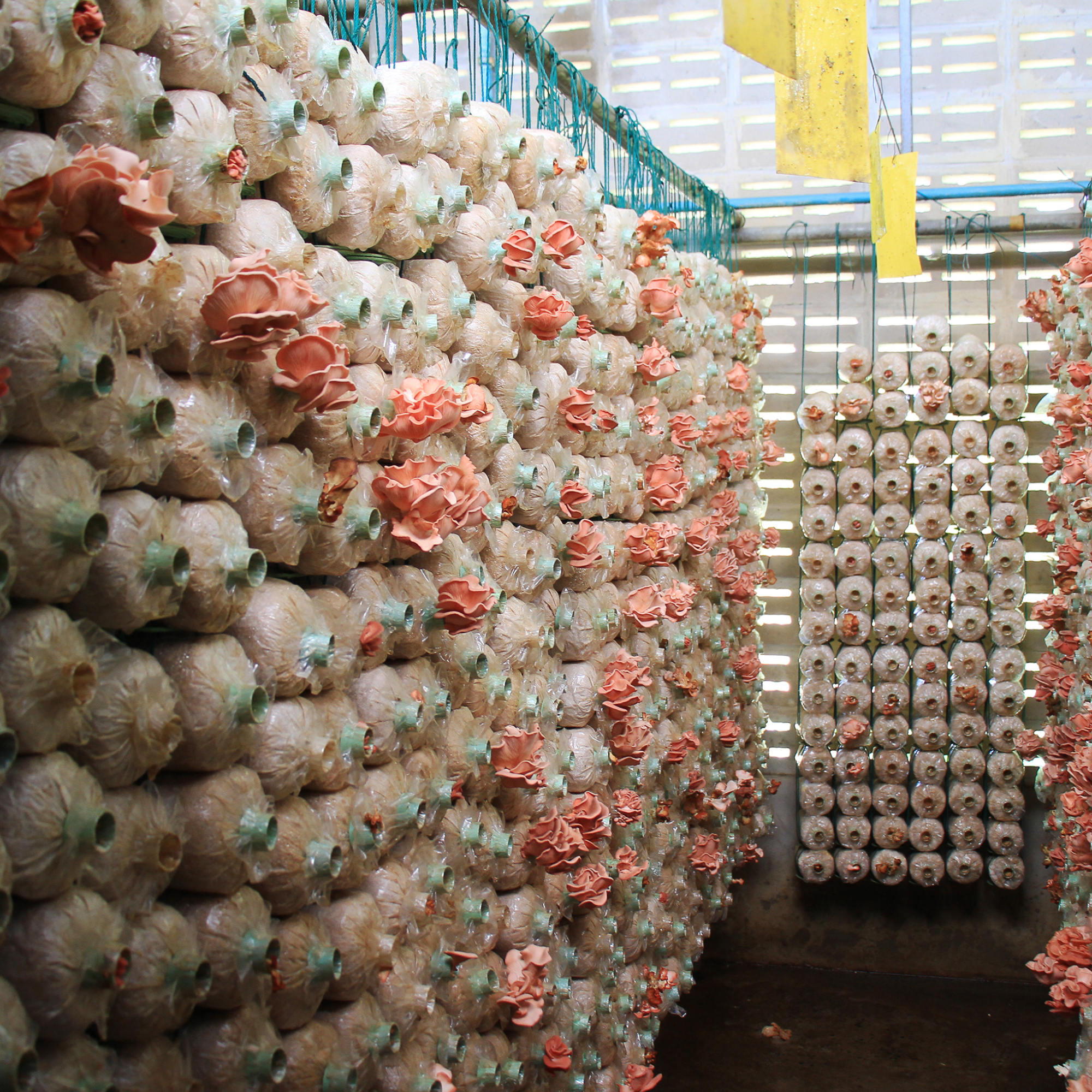 Mushroom Production